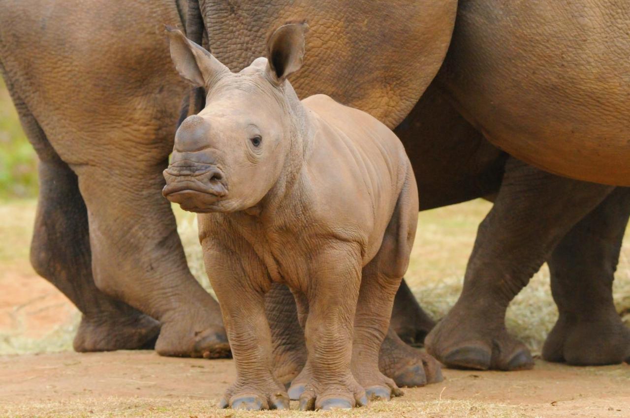 Botlierskop Private Game Reserve Reebok Zewnętrze zdjęcie