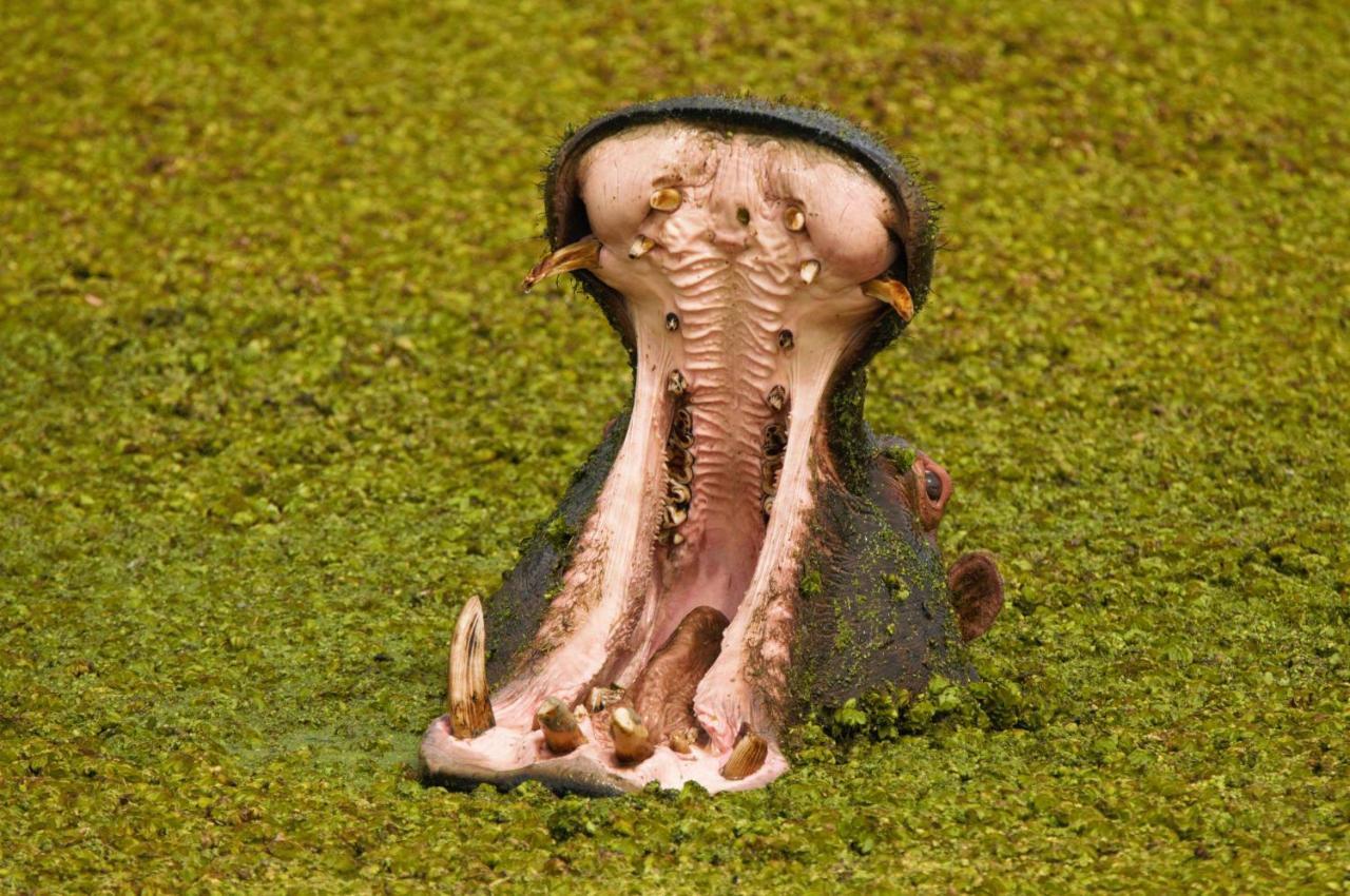 Botlierskop Private Game Reserve Reebok Zewnętrze zdjęcie