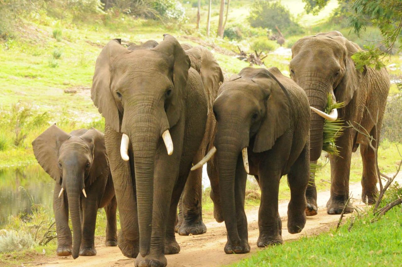 Botlierskop Private Game Reserve Reebok Zewnętrze zdjęcie