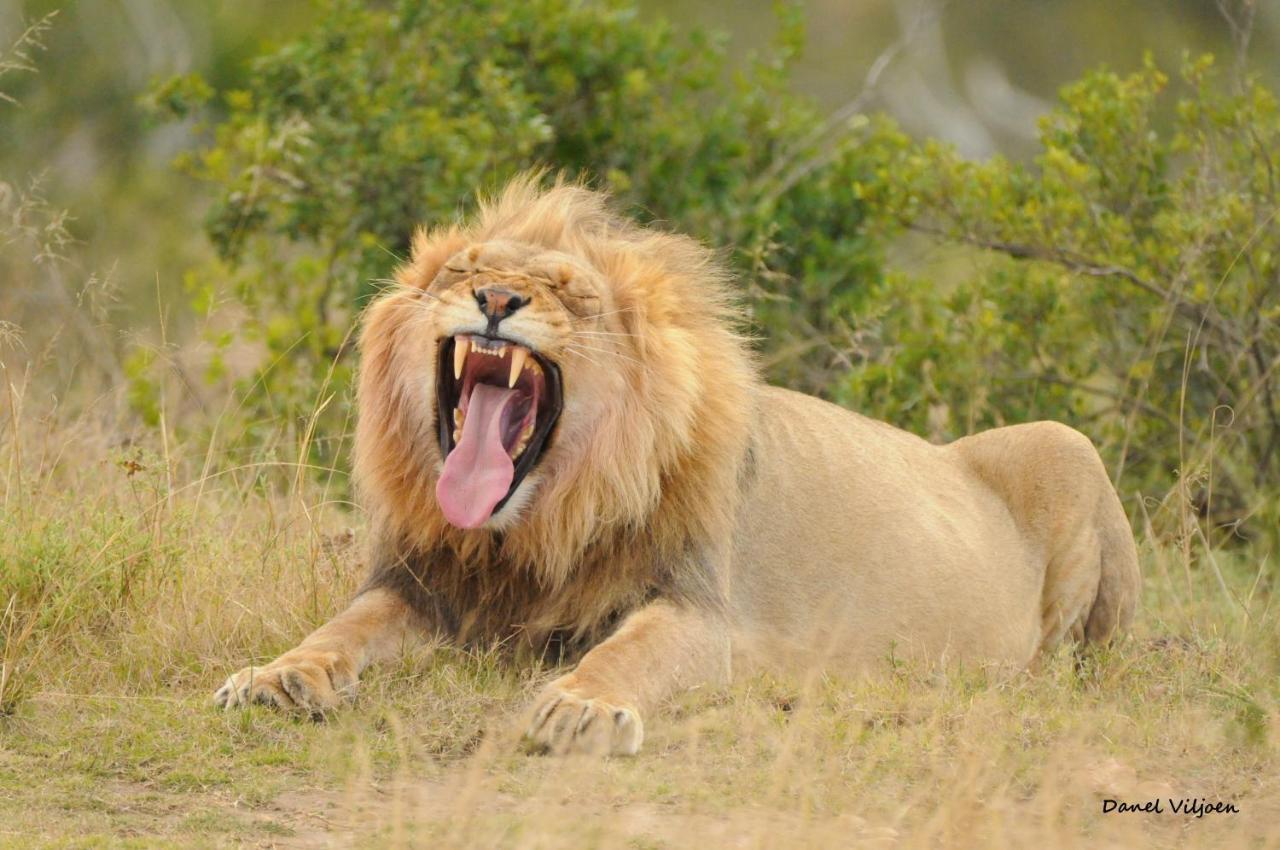 Botlierskop Private Game Reserve Reebok Zewnętrze zdjęcie