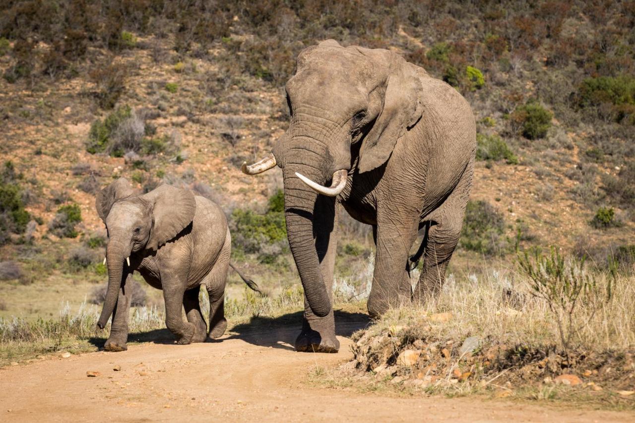 Botlierskop Private Game Reserve Reebok Zewnętrze zdjęcie
