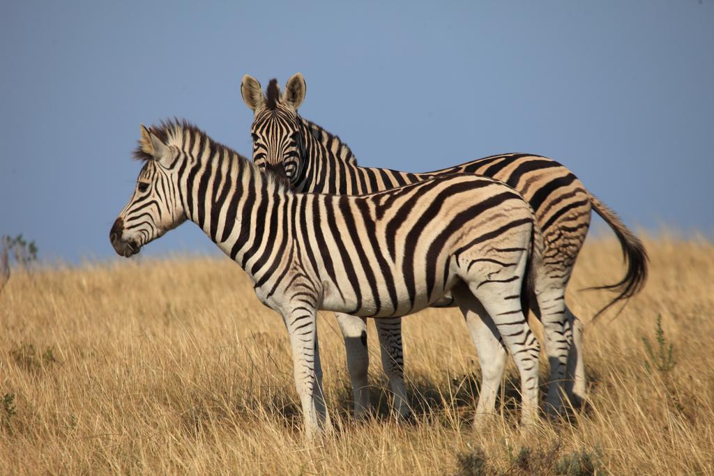 Botlierskop Private Game Reserve Reebok Zewnętrze zdjęcie