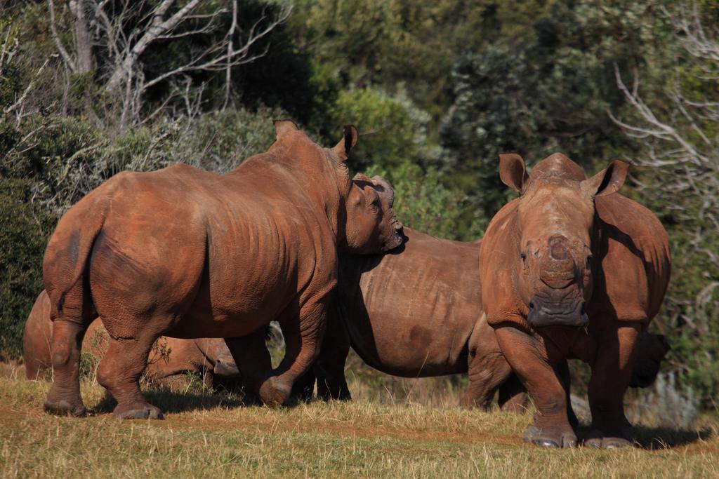 Botlierskop Private Game Reserve Reebok Zewnętrze zdjęcie