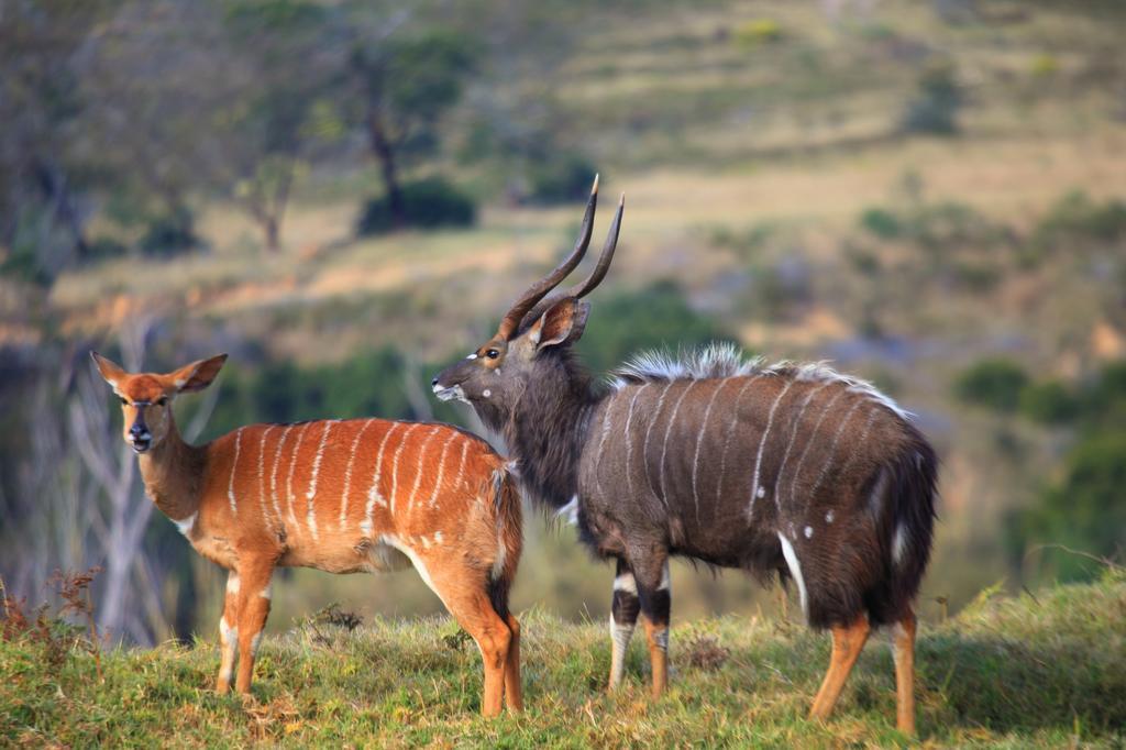 Botlierskop Private Game Reserve Reebok Zewnętrze zdjęcie