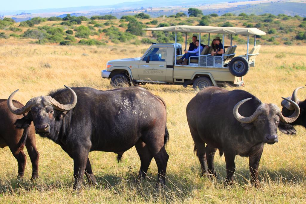 Botlierskop Private Game Reserve Reebok Zewnętrze zdjęcie
