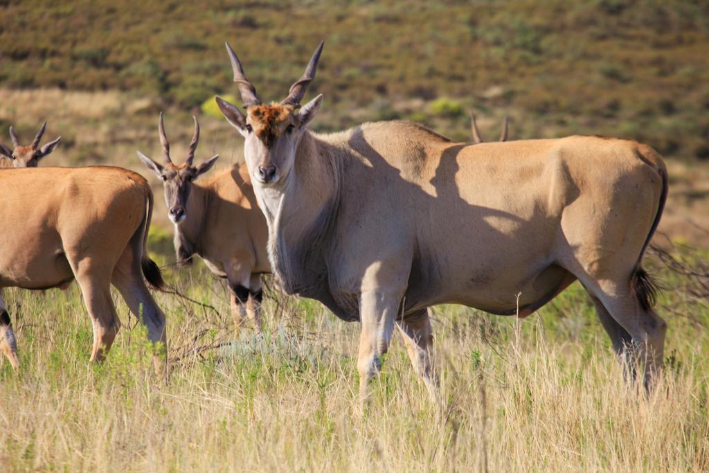 Botlierskop Private Game Reserve Reebok Zewnętrze zdjęcie