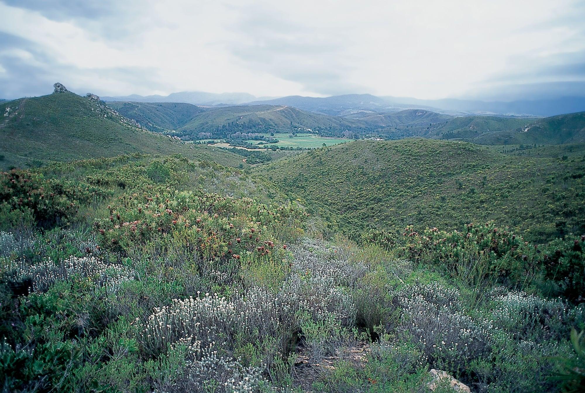 Botlierskop Private Game Reserve Reebok Zewnętrze zdjęcie