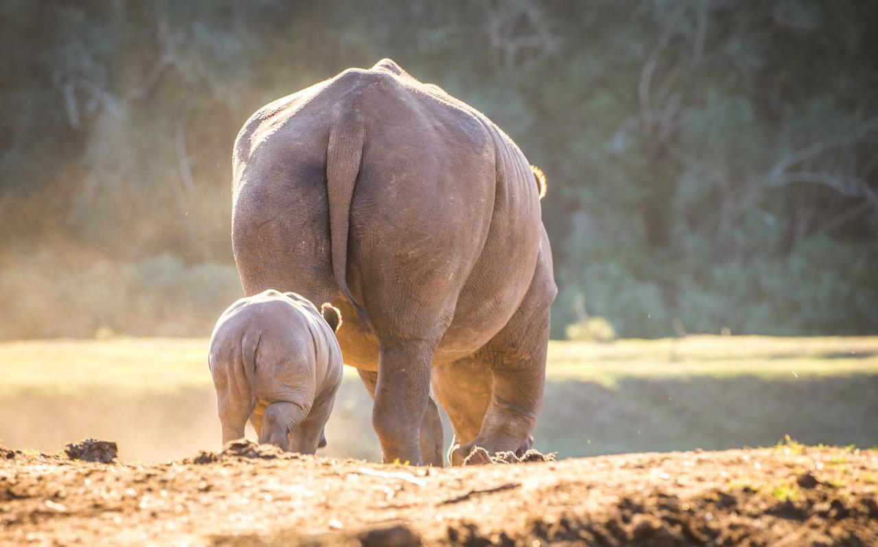Botlierskop Private Game Reserve Reebok Zewnętrze zdjęcie